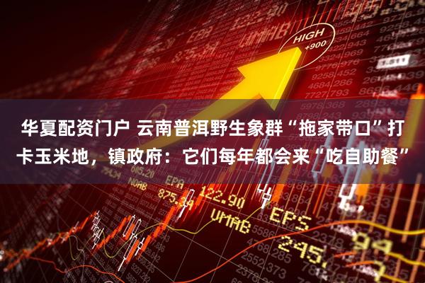 华夏配资门户 云南普洱野生象群“拖家带口”打卡玉米地，镇政府：它们每年都会来“吃自助餐”